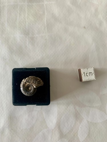 Petite ammonite pyrite - , –