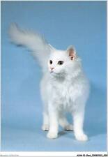 AHWP1-0002 - CHAT - Turkish Angora