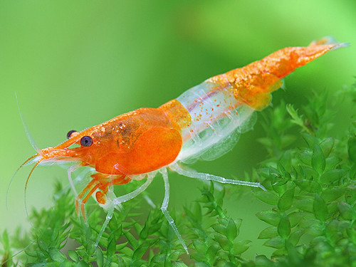 Lot crevettes orange - 10,