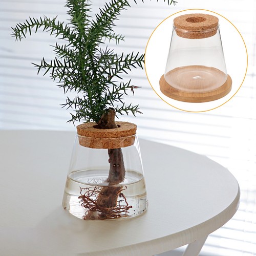 Reusable glass fish - glass, bowl