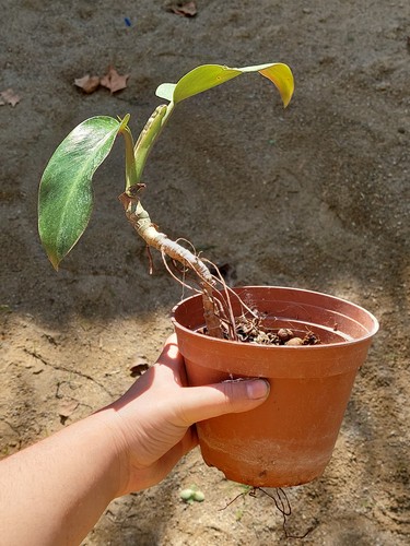 Philodendron hastatum - , –