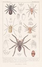 Mygale Araignées Lithographie