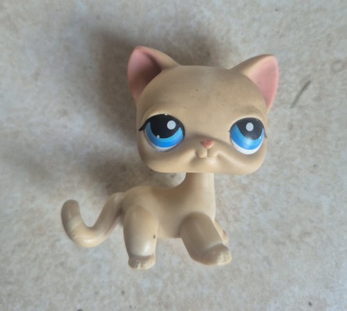 Petshop european cat - european, 228