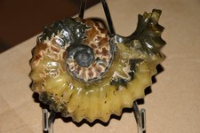 ammonite Douvilleiceras