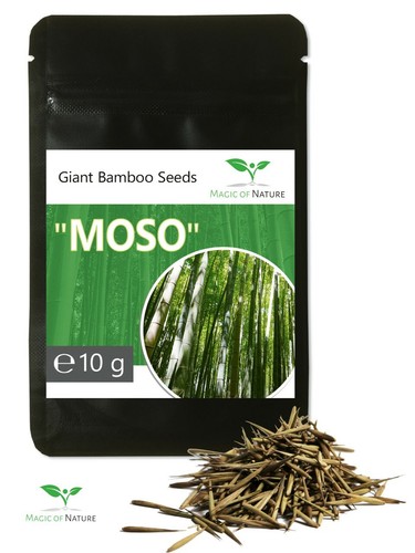 Outil bambou géant graines - 10,