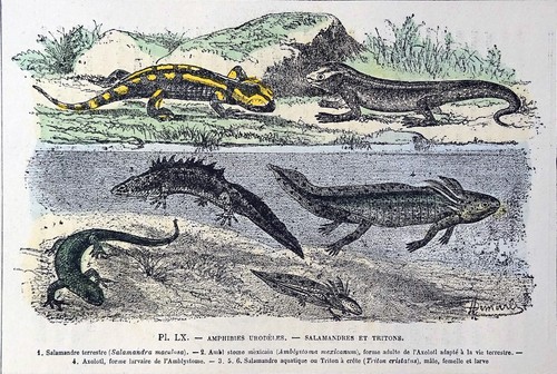 Amphibiens salamandre - amphibiens-,