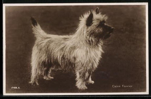 Carte postale cairn terrier - postale,