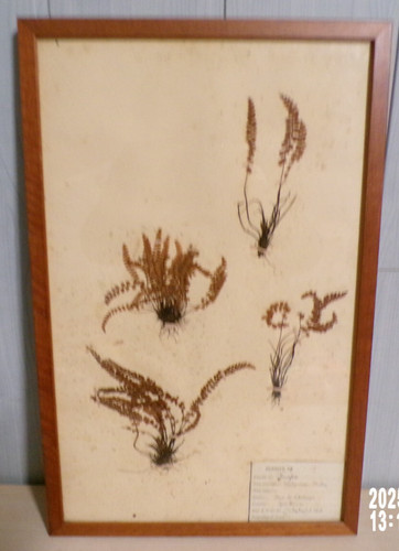Ancienne planche herbier - ancienne,