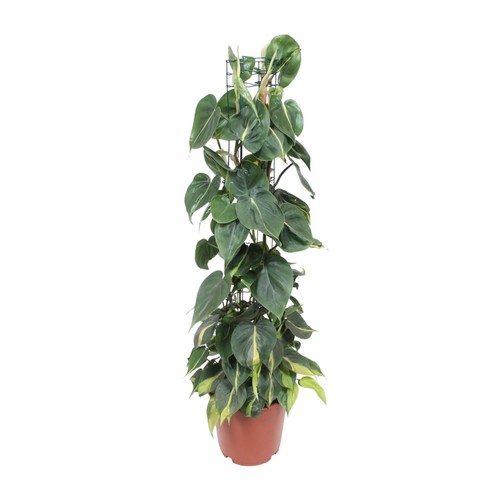 Philodendron brasil ami des - philodendron,