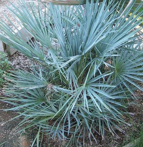Palmier chamaerops humilis - chamaerops,