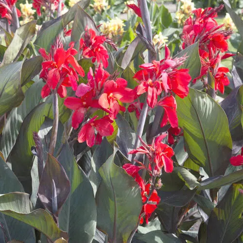 Canna feu magique balisier - magique', /