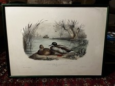 Tableau Canards Édouard