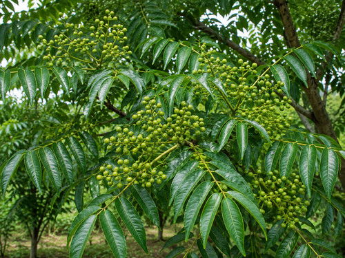 Phellodendron chinense 30 - phellodendron, chinense,