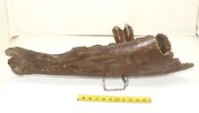 prehistoric bison jaw (025)