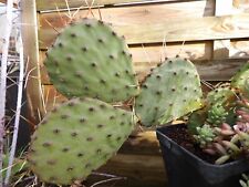 Opuntia Mckenzie 1 cutting succulent cactus frosthardy outdoor 1 bouture
