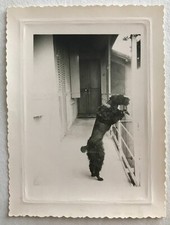ANTIQUE PHOTO - VINTAGE SNAPSHOT - ANIMAL DOG - POODLE - DOG