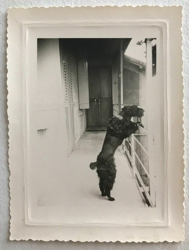 Photo ancienne vintage - ancienne,