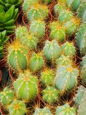 Pilosocereus Pachycladus 5 Cms
