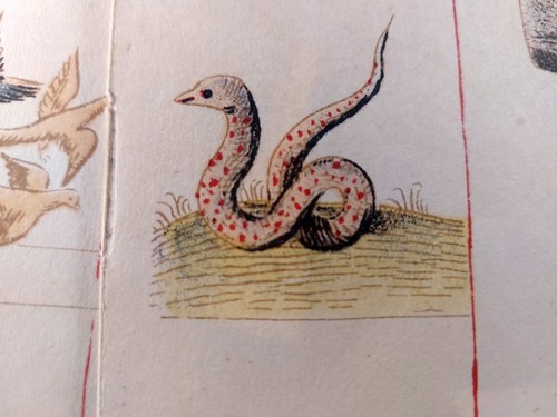 Medieval zodiac astrology - medieval,