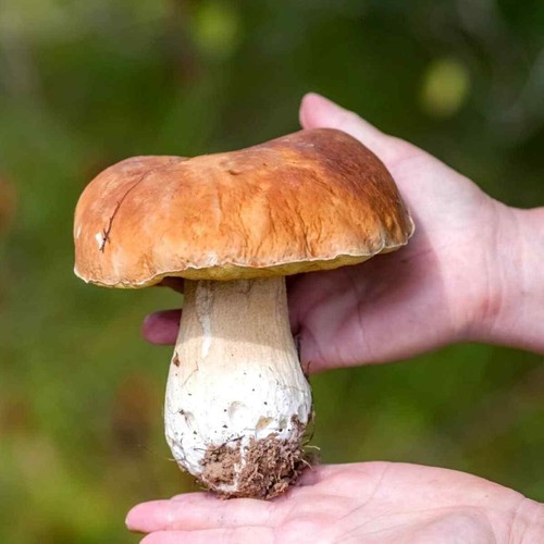 Porcini mushroom king bolete - porcini,
