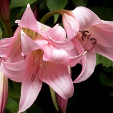 Crinum Plante en bac Bulbe