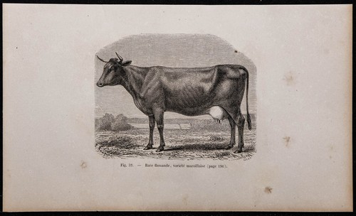 1860 vache race flamande - 1860,