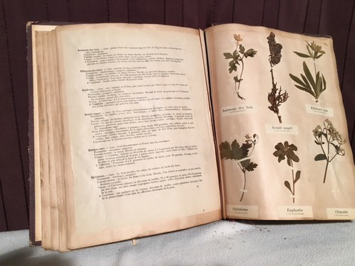 Grand herbier fin - fin, ème
