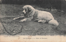 CP PYRENEES MOUNTAIN DOG - 56371