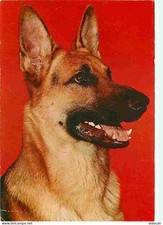 Animals - Dogs - German Shepherd - CPM - See Duplex Scans