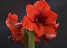 5 graines d' AMARYLLIS