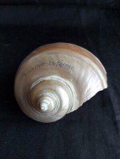 Coquillage ancien Turbo