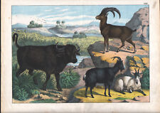 1886 Belle lithographie originale chamois buffle chèvre animaux montagne gravure