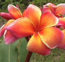 3 graines FRANGIPANIER ORANE