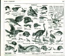 Antique Birds Document From 1959 Book