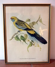 Gravure ancienne Oiseau