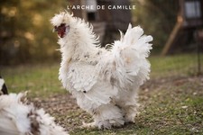 🌟 6 Oeufs Fécondés De