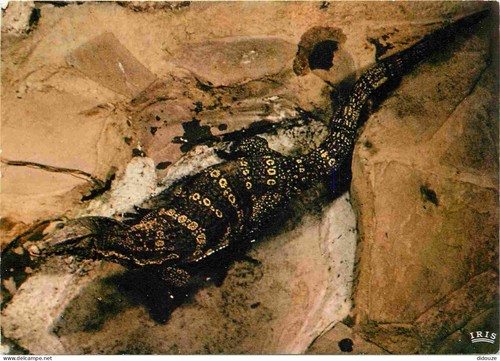 Carte postale animaux - -,