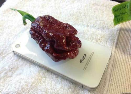 Piment chocolat bhutlah - chocolat, bhutlah,