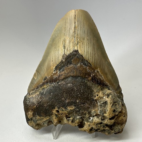 Megalodon shark tooth - shark,