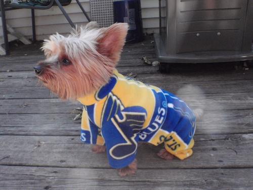 Louis blues fleece dog - fleece,