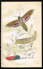 Hawk Moth Print 1840 Sharp