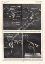 1927 Colombophilia, Pigeon Anatomy of Pigeons / The Skeleton