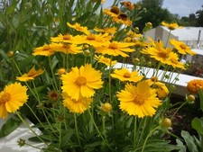 50 GRAINES DE COREOPSIS PLANTE