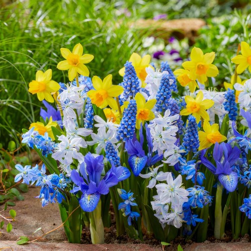 Bulbes printemps bleu jaune - &,