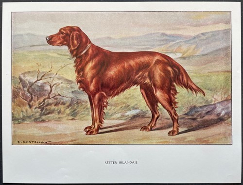 Setter irlandais reproduction - setter,