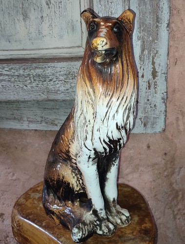 Chien colley assis - assis, en