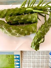 🌵 CACTUS Opuntia Subulata