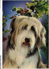 AKVP9-0712-CHIEN - LE BEARDED COLLIE