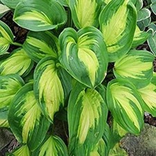 Hosta Tubercule Feuilles