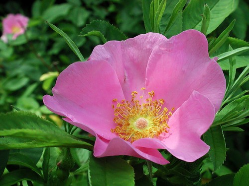Graines rosier des - de,